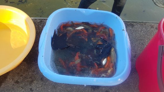 La vecindad de Navia salva a cientos de peces de sus estanques ante la dejadez del ayuntamiento de Vigo