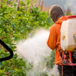 En Galicia continúase a autorizar o uso de pesticidas prohibidas sen razón