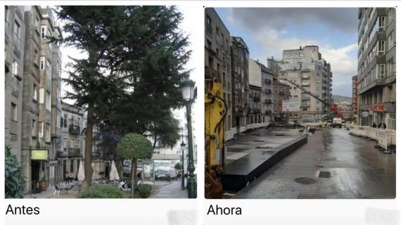 Carta al Ayuntamiento de Vigo. Gestión del Arbolado Urbano
