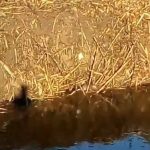 Captan unhas londras rebuldando no río lagares de Vigo