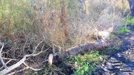 Outro arboricio indiscriminado en Vigo