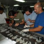 Investigadores do CIM-UVigo e do IEO publican o catálogo de cefalópodos que habitan a costa noroccidental africana