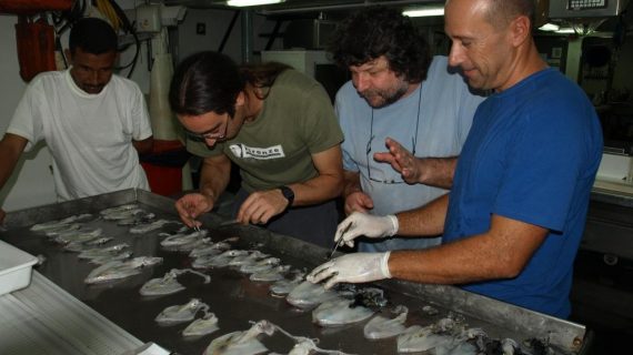 Investigadores do CIM-UVigo e do IEO publican o catálogo de cefalópodos que habitan a costa noroccidental africana