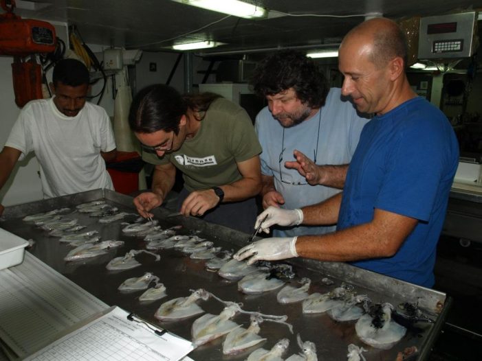 Investigadores do CIM-UVigo e do IEO publican o catálogo de cefalópodos que habitan a costa noroccidental africana