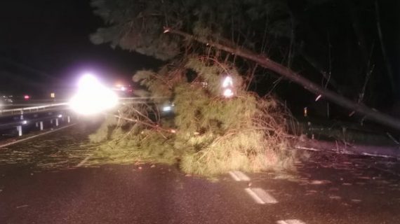 Protección Civil de O Porriño retirou árbores, postes, chapas e toldos derrubados polos refachos de vento