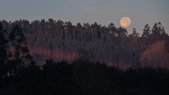 Preto de 700 beneficiarios das axudas para a elaboración de instrumentos de ordenación forestal poderán xestionar unhas 200.000 hectáreas de monte ao longo deste ano 2021