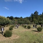 O bosque de Nadal de Tomeza xa conta cos primeiros 25 exemplares