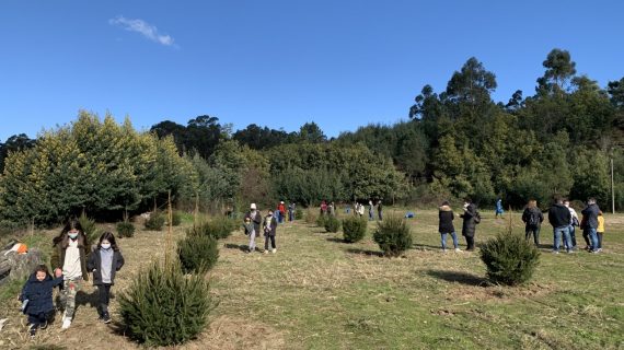 O bosque de Nadal de Tomeza xa conta cos primeiros 25 exemplares