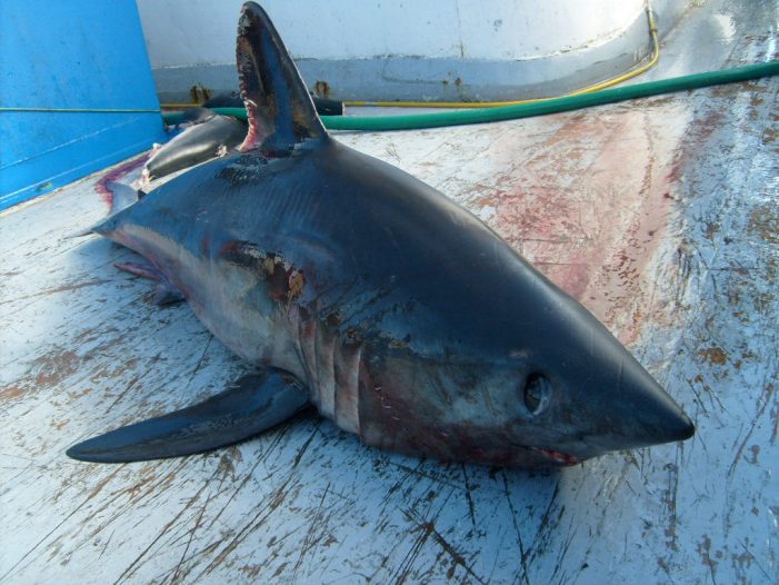 WWF celebra la prohibición de desembarcar y comercializar tiburón marrajo en la UE