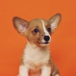 Ventajas de los cursos de adiestramiento canino online