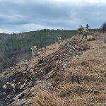 La Xunta comienza la aplicación de paja con la técnica del mulching en las zonas más afectadas por los fuegos de Ribas de Sil para proteger el suelo y evitar arrastres