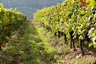 La Xunta convoca más de 2,7 M€ en ayudas para fomentar la elaboración y la comercialización de productos vitivinícolas en los años 2022 y 2023