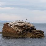 La Xunta elaborará un censo poblacional de siete especies de aves marinas de Galicia