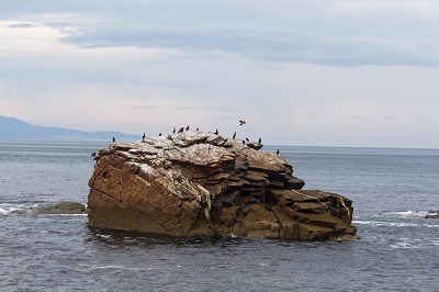La Xunta elaborará un censo poblacional de siete especies de aves marinas de Galicia
