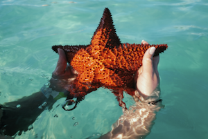 Estrellas marinas Tour Isla Saona