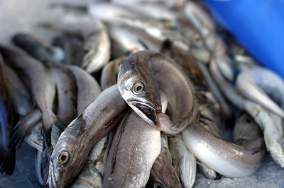 La Xunta fija la nueva temporada de pesca de la anguila en la desembocadura del río Ulla de 1 de febrero a 31 de octubre de este año