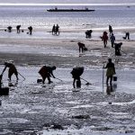 La Xunta convoca 9 nuevos permisos de explotación para marisqueo a pie en la cofradía de Cambados