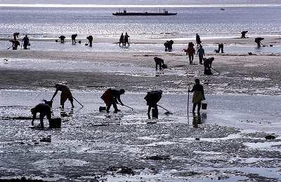 La Xunta convoca 9 nuevos permisos de explotación para marisqueo a pie en la cofradía de Cambados