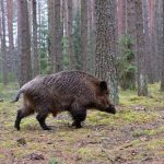 Big wild boar