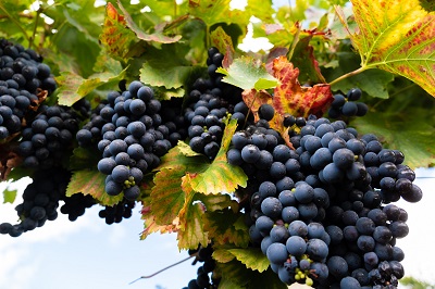 La Xunta mantiene abierto el plazo para solicitar más de 2,7 M€ en ayudas para fomentar la elaboración y la comercialización de productos vitivinícolas