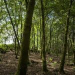 La Xunta celebra que la superficie gallega bajo instrumentos de gestión u ordenación forestales aumentó un 65% desde 2018, pasando de unas 233.000 hectáreas a más de 385.000 ha