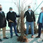 La Xunta impulsa la plantación de castaños autóctonos para incrementar en los montes gallegos la superficie dedicada al cultivo de su fruto
