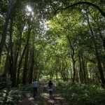 La Xunta conmemora el Día Internacional de los Bosques con una videojornadas previas sobre el sector forestal