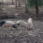 La Xunta trabaja en un proyecto estratégico de evaluación genética de la raza cerdo celta para obtener explotaciones más rentables e incrementar el número de animales