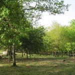La Xunta comienza a difundir los primeros resultados del Inventario Forestal Continuo de Galicia