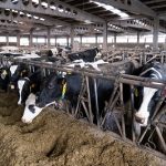 La Xunta acercará a 25.000 explotaciones de ganado vacuno una campaña para prevenir riesgos en el manejo de los animales, la maquinaria y los productos químicos