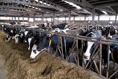 La Xunta acercará a 25.000 explotaciones de ganado vacuno una campaña para prevenir riesgos en el manejo de los animales, la maquinaria y los productos químicos