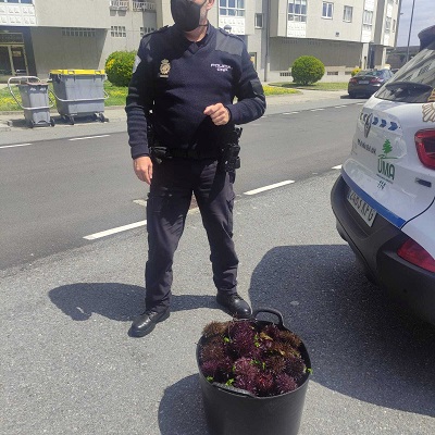 La Policía Autonómica decomisa 25 kilos de erizo en un operativo de lucha contra el furtivismo en A Coruña