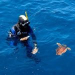 'Comanchita', la tortuga marina rescatada en abril en la isla de Ons, regresa al mar tras completar su rehabilitación