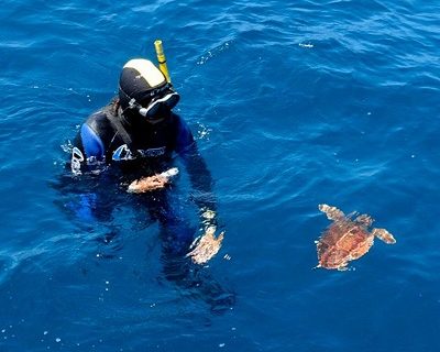 ‘Comanchita’, la tortuga marina rescatada en abril en la isla de Ons, regresa al mar tras completar su rehabilitación
