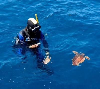 ‘Comanchita’, la tortuga marina rescatada en abril en la isla de Ons, regresa al mar tras completar su rehabilitación