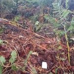 Agentes ambientales de la Xunta localizan un indicio de intencionalidad en un conato de incendio en el distrito forestal III que investiga la UIFO