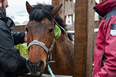 La Xunta pone en marcha un programa pionero para el seguimiento de la población de caballos de Sálvora