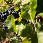 La Xunta organiza en Ribadavia una acción de formación profesional y adquisición de competencias sobre la producción vitívinicola