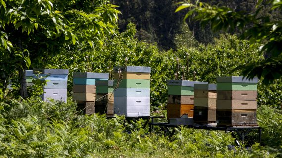 La Xunta destina cerca de 1,4 M€ en ayudas a los apicultores gallegos para mejorar la producción y comercialización de los productos de la apicultura