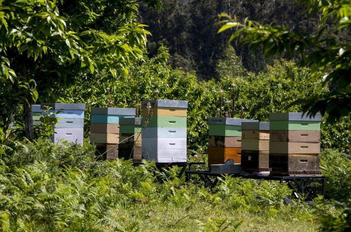La Xunta destina cerca de 1,4 M€ en ayudas a los apicultores gallegos para mejorar la producción y comercialización de los productos de la apicultura