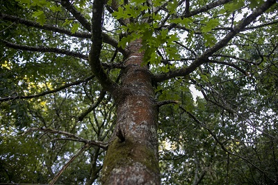 La Xunta concede 21 ayudas por cerca de 40.000 € para actuaciones de mejora, conservación y divulgación de los árboles y formaciones singulares