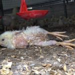 Imágenes de maltrato animal en macrogranjas italianas ponen a Lidl en el punto de mira en toda Europa