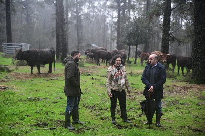 El censo del lobo realizado por la Xunta estima 93 manadas reproductoras en Galicia y confirma la evolución positiva de la especie
