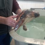 El Instituto Gallego de Formación en Acuicultura acoge a la tortuga Nemiña para su recuperación