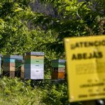 La Xunta pone en valor el incremento en un 35% del número de explotaciones apícolas en Galicia en los últimos 10 años