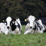 La Xunta constata el crecimiento de los distintos productos elaborados con leche en Galicia con el objetivo de conseguir el 75 % de transformación en 2025