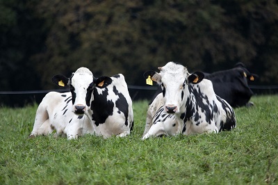 La Xunta constata el crecimiento de los distintos productos elaborados con leche en Galicia con el objetivo de conseguir el 75 % de transformación en 2025