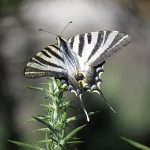 La Xunta impulsa una red de seguimiento de mariposas en los parques Monte Aloia, Corrubedo y Xurés que dará información clave sobre el estado de sus hábitats