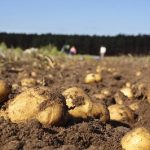 La Xunta publica la resolución por la que se levanta la prohibición del cultivo de patata en la totalidad del ayuntamiento de Muxía