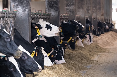 Rueda celebra el buen momento del sector lácteo gallego con 18 meses seguidos de incremento de los precios pagados a los ganaderos que favoreció una cifra récord de facturación